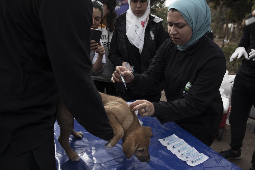 Vets for Animal Care is the first spay and neuter program in Egypt designed in part to vaccinate street dogs against rabies. (AP Photo/Nariman El-Mofty)