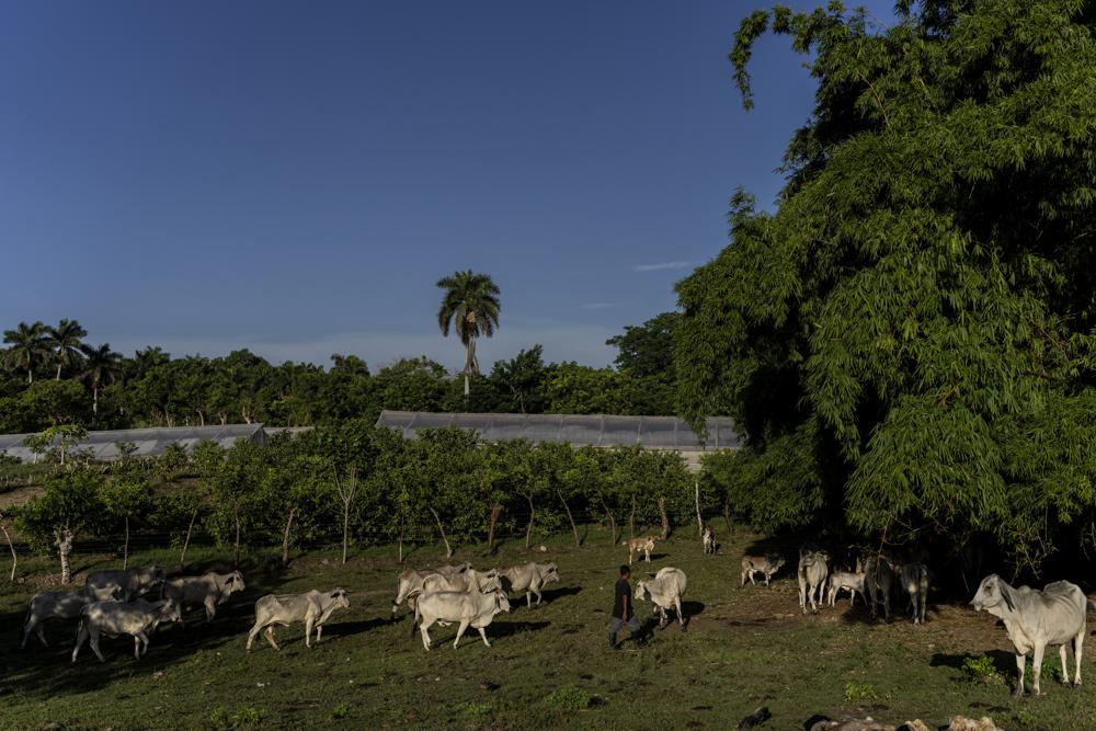 Ein Viehhirt hütet Kühe auf der Vista Hermosa Farm in Bacuranao, östlich von Havanna, Kuba, Donnerstag, 4. August 2022.| Bildquelle: © AP Photo/Ramon Espinosa | Bilder sind in der Regel urheberrechtlich geschützt