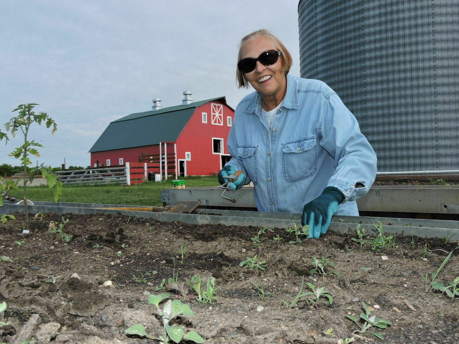 Volunteers raise vegetables for North Dakota food pantry AP News