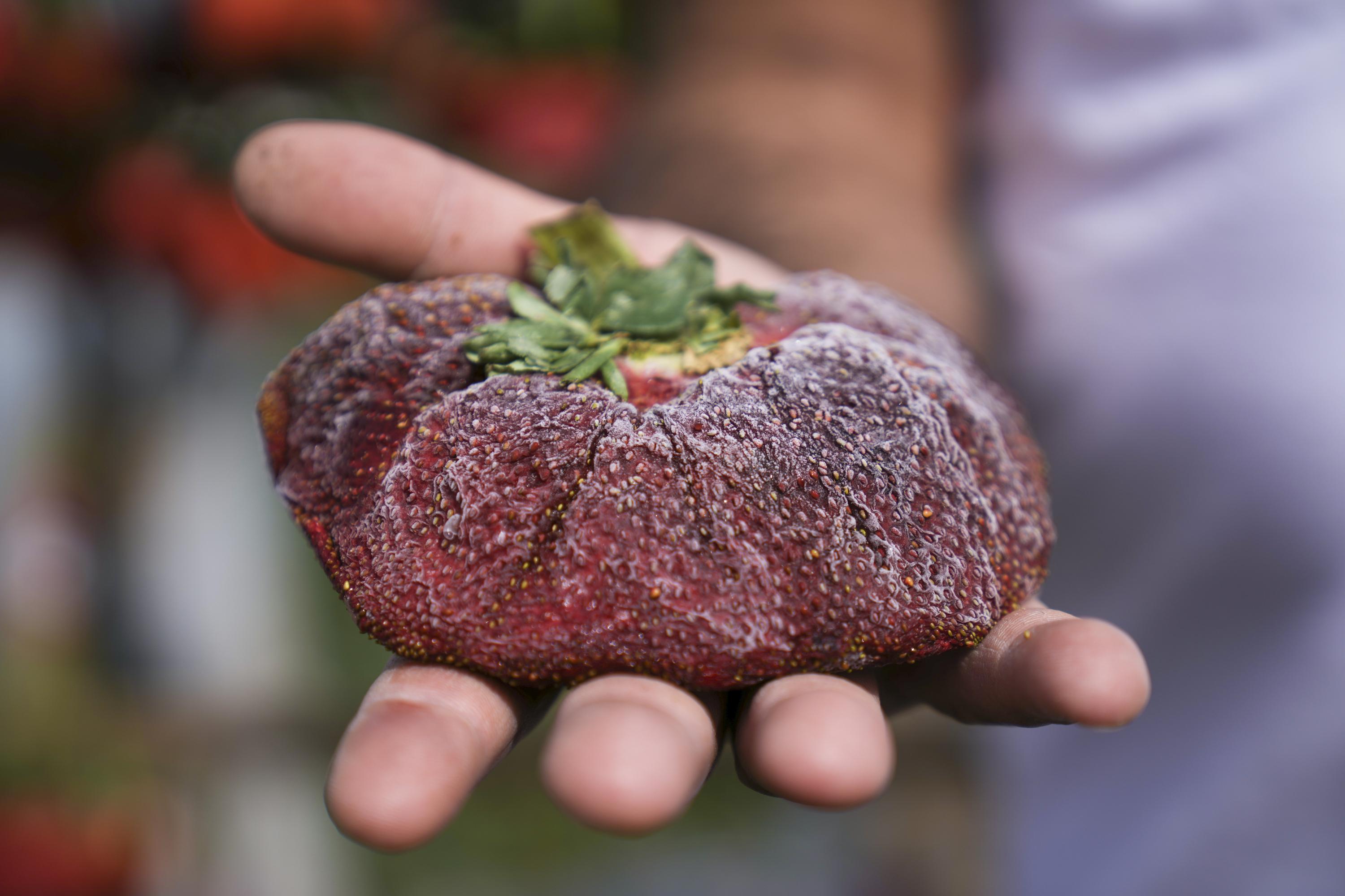 Israeli Strawberry Clocks In As World S Heaviest On Record Ap News