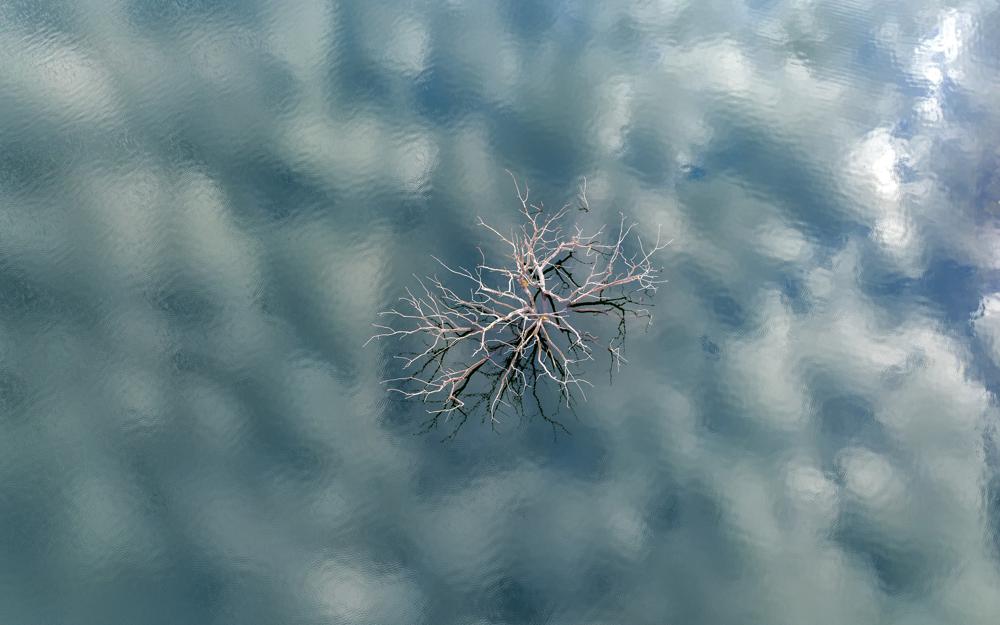 Un árbol asoma del agua debido a la sequía en el embalse de Lindoso, en el noroeste de España, el sábado 12 de febrero de 2022. Gran parte de España sufre una sequía extrema o prolongada, tras un invierno en el que ha llovido apenas un tercio de la media de los últimos años. La situación es similar en la vecina Portugal, donde el 45% del país sufre una sequía "grave" o "extrema". (AP Foto/Emilio Morenatti)