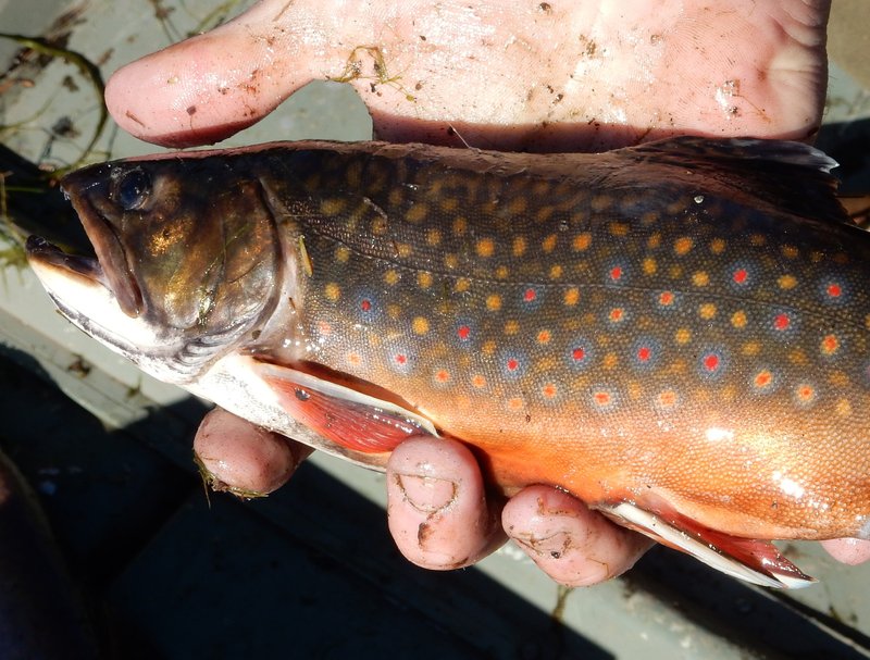 Lake trout fishing in the rain Clearance