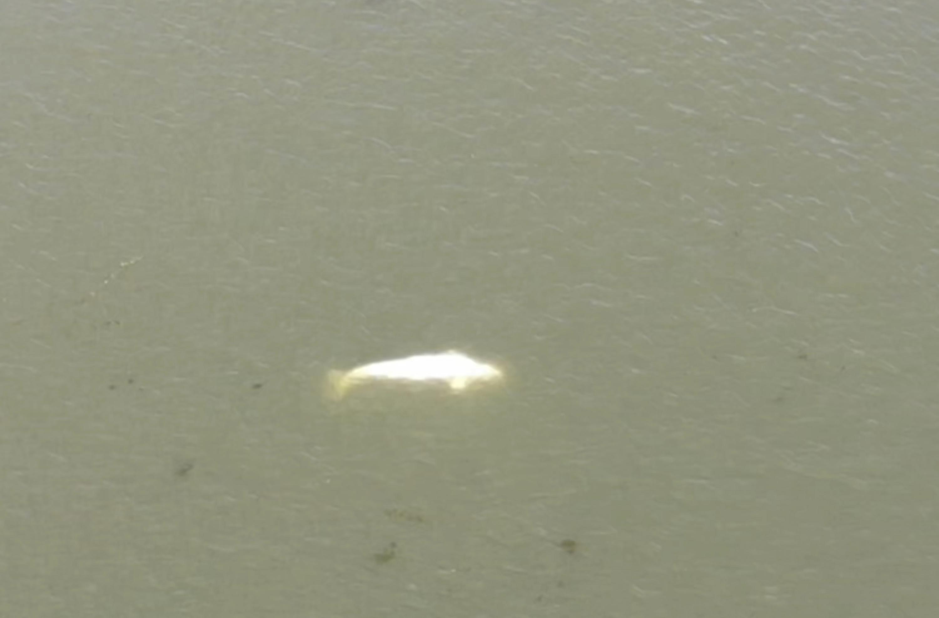 Un béluga surpris en train de refuser de manger en Seine, France