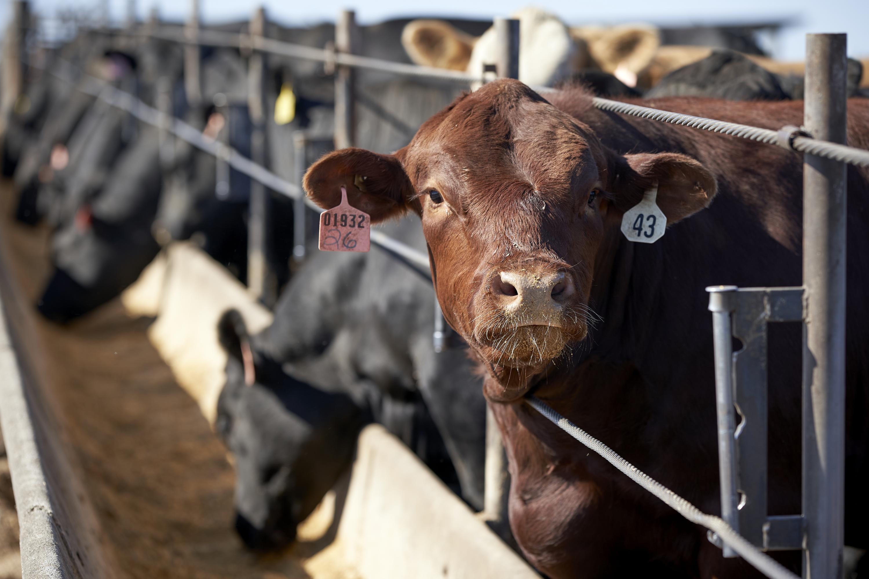 DES MOINES, Iowa (AP) — Like other ranchers across the country, Rusty Kemp for years grumbled about rock-bottom prices paid for the cattle he raised