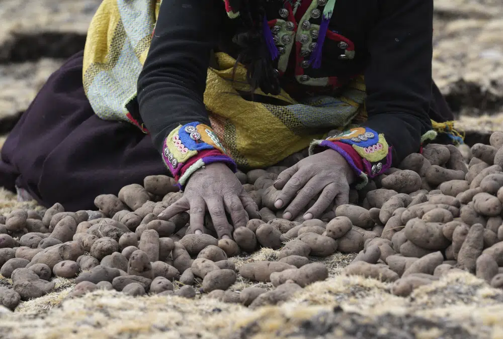 Una mujer recolecta papas en la comunidad de Cconchaccota en la región Apurímac de Perú, el sábado 26 de noviembre de 2022. (AP Foto/Guadalupe Pardo)