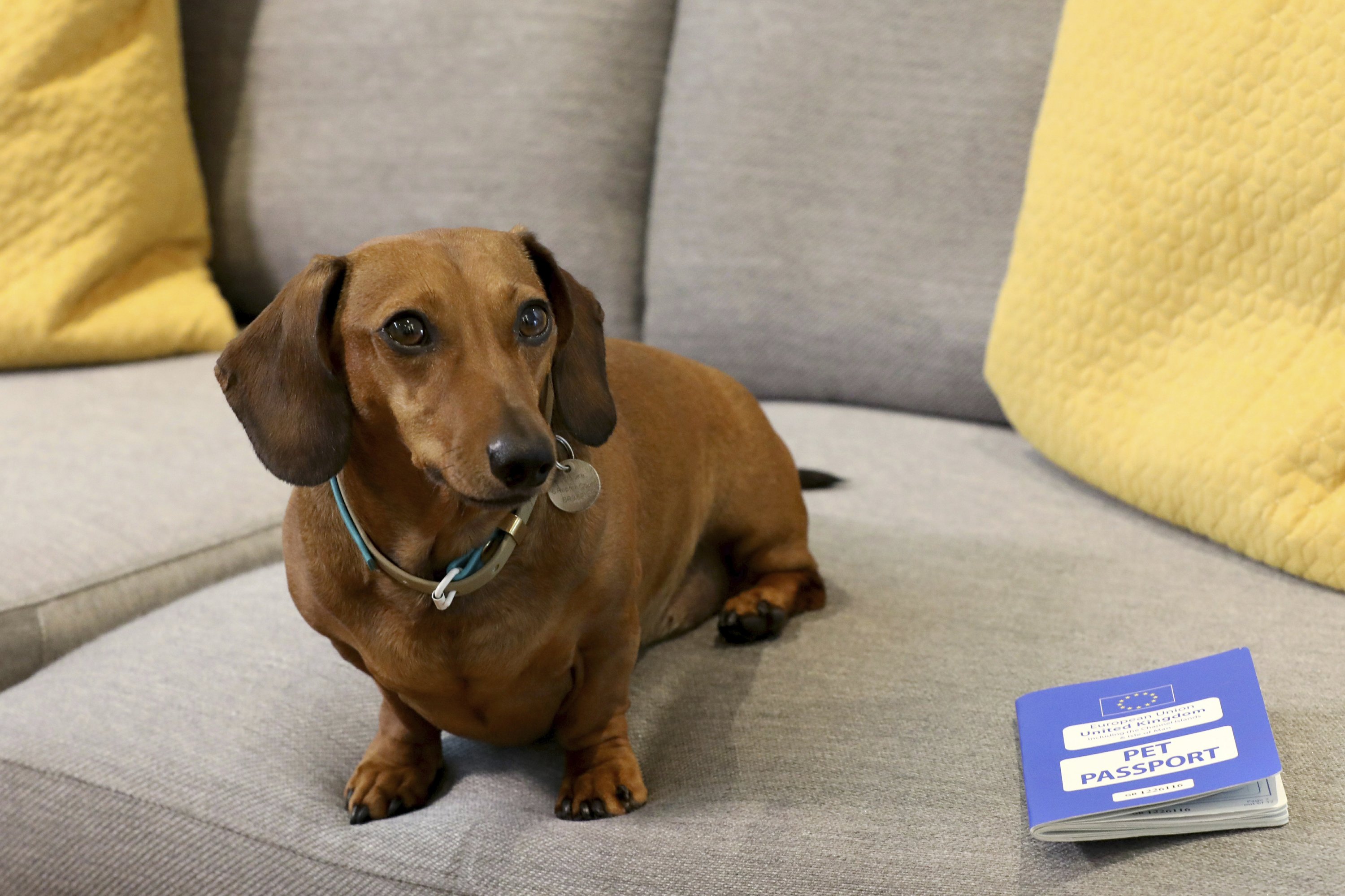 diy dog ramp for stairs