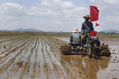 ARCHIVO - En esta imagen del 25 de mayo de 2021, campesinos plantando arroz en la Granja Cooperativa Namsa del distrito de Rangnang, en Pyongyang, Corea del Norte. (AP Foto/Jon Chol Jin, Archivo)