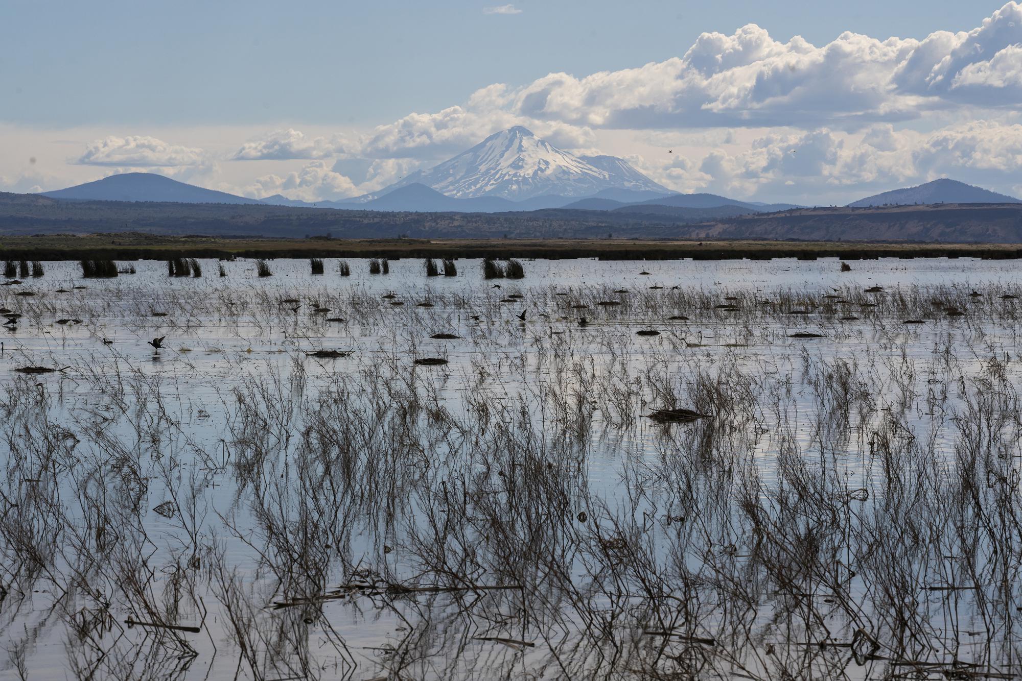 Birds and other wildlife move through a wetland in the Klamath River Basin on Wednesday, June 9, 2021, in Tulelake, Calif. Extreme drought is tearing apart communities in the massive basin, which spans the Oregon-California border. (AP Photo/Nathan Howard)