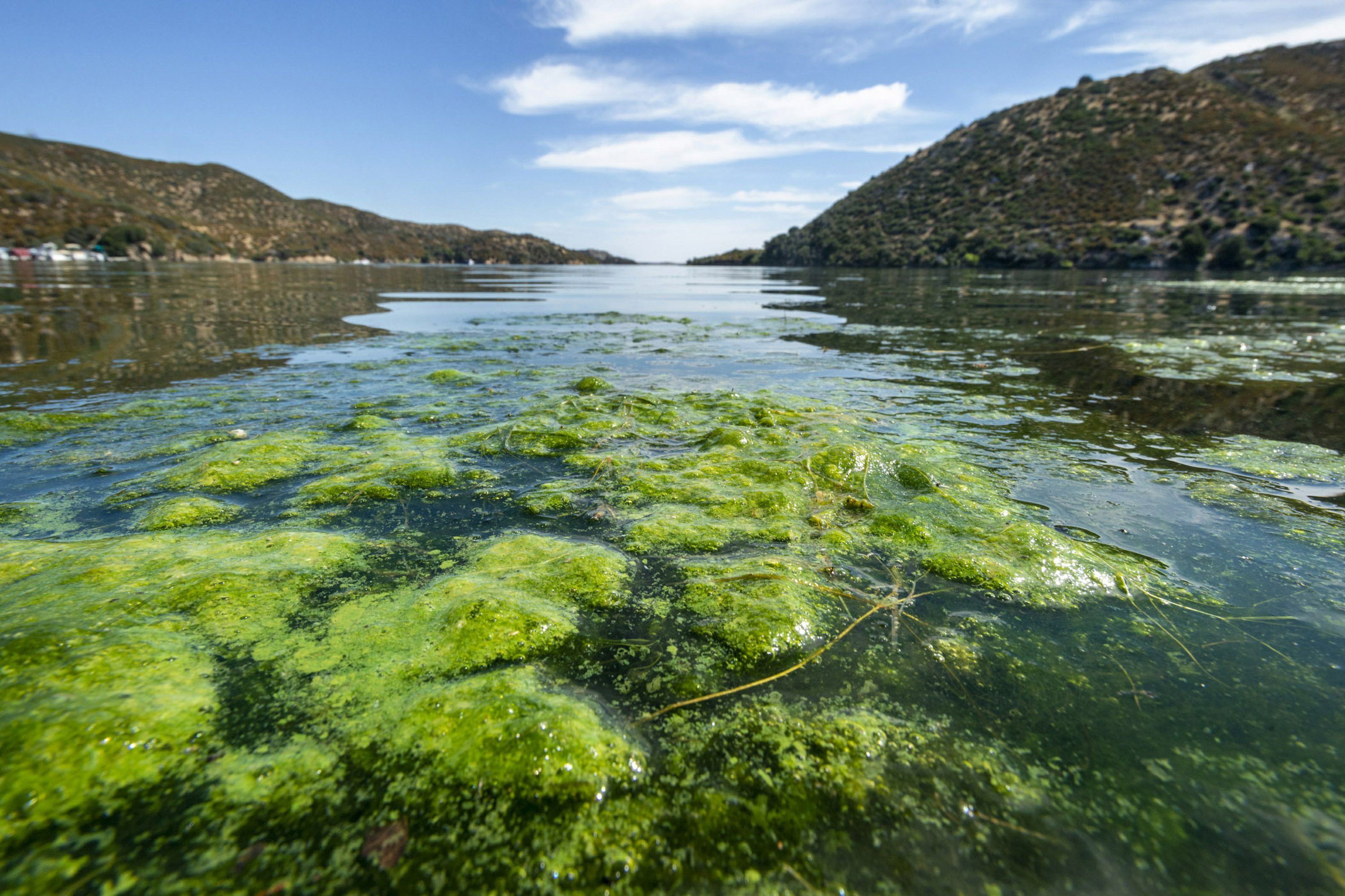 Водоросли озер Крыма