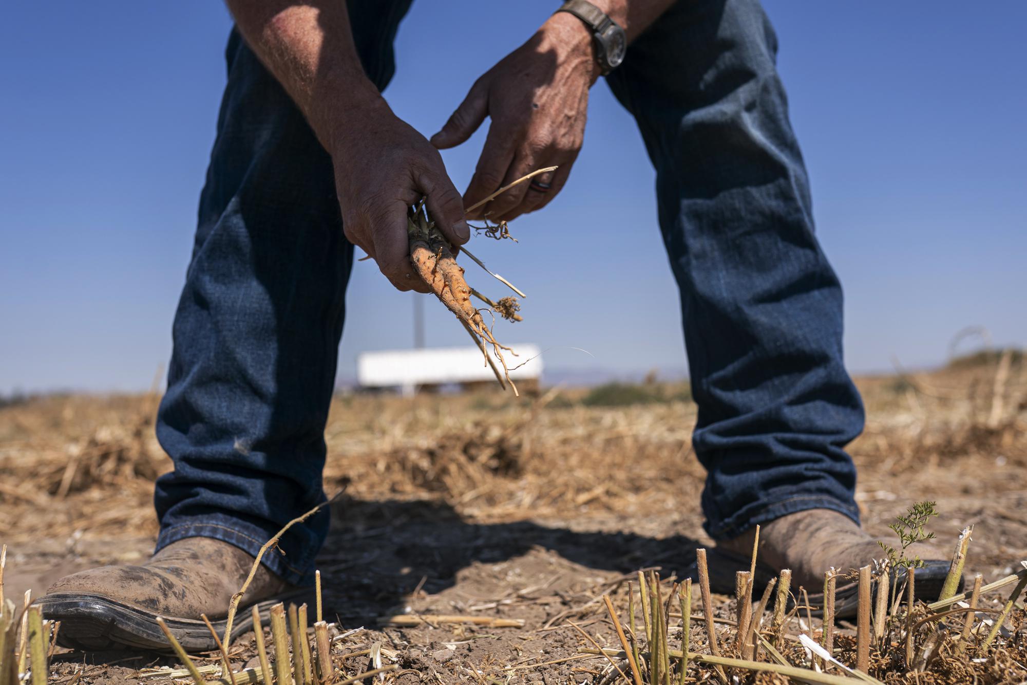 Phil Fine pulls a carrot from one of his fields in the North Unit Irrigation District after harvesting the vegetable’s seeds on Tuesday, Aug. 31, 2021, near Madras, Ore. Oregon farmers who grow 60% of the world’s carrot seed have been without irrigation water for weeks as drought ravages the American West. But just down the road, sprinklers douse crops and cattle graze in green pastures. The stark contrast is a consequence of the West’s arcane water law, and it’s brought new urgency to efforts to share the resource along Oregon’s Deschutes River. (AP Photo/Nathan Howard)
