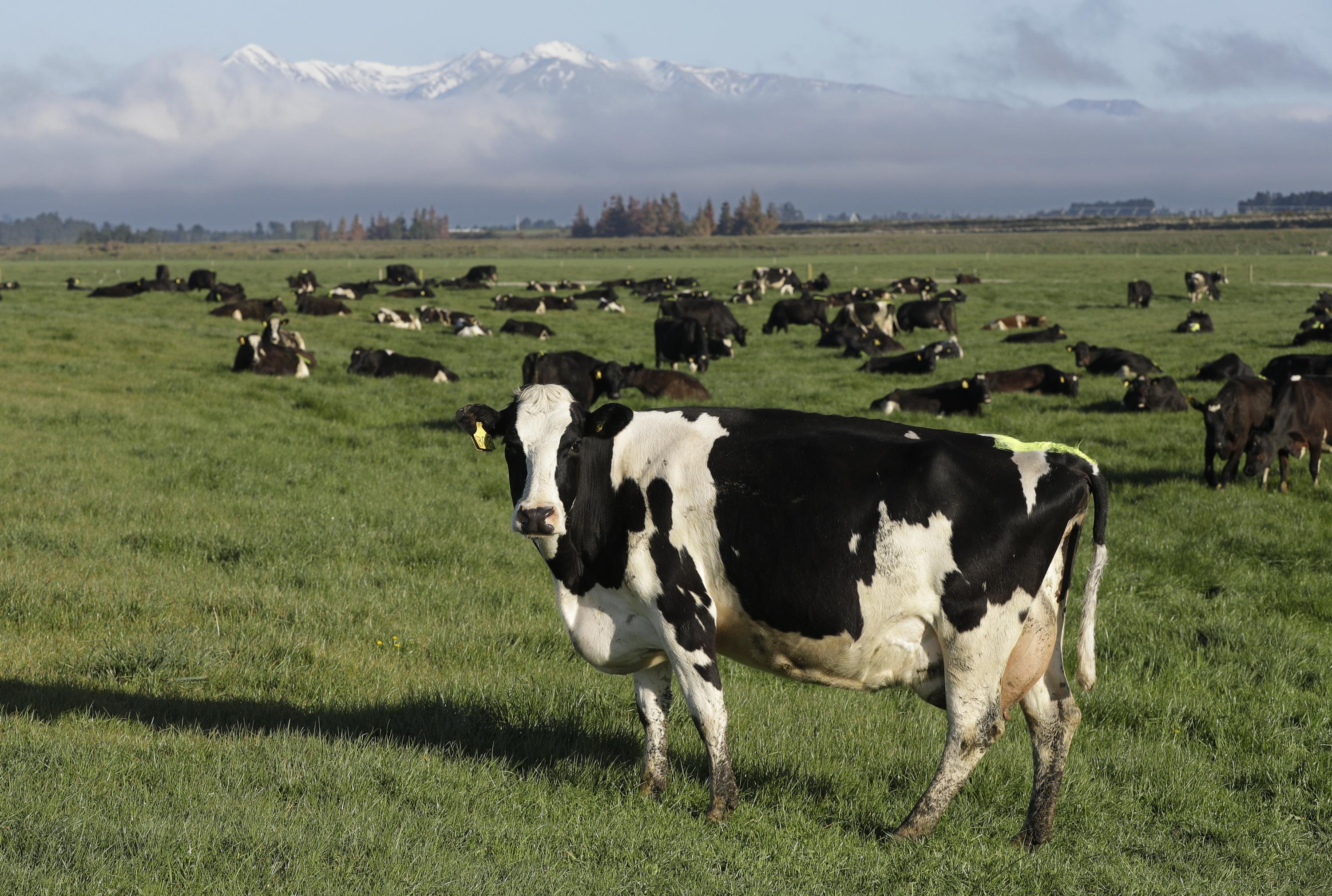 New Zealand targets cow burps to help reduce global warming - The Associated Press - en Español