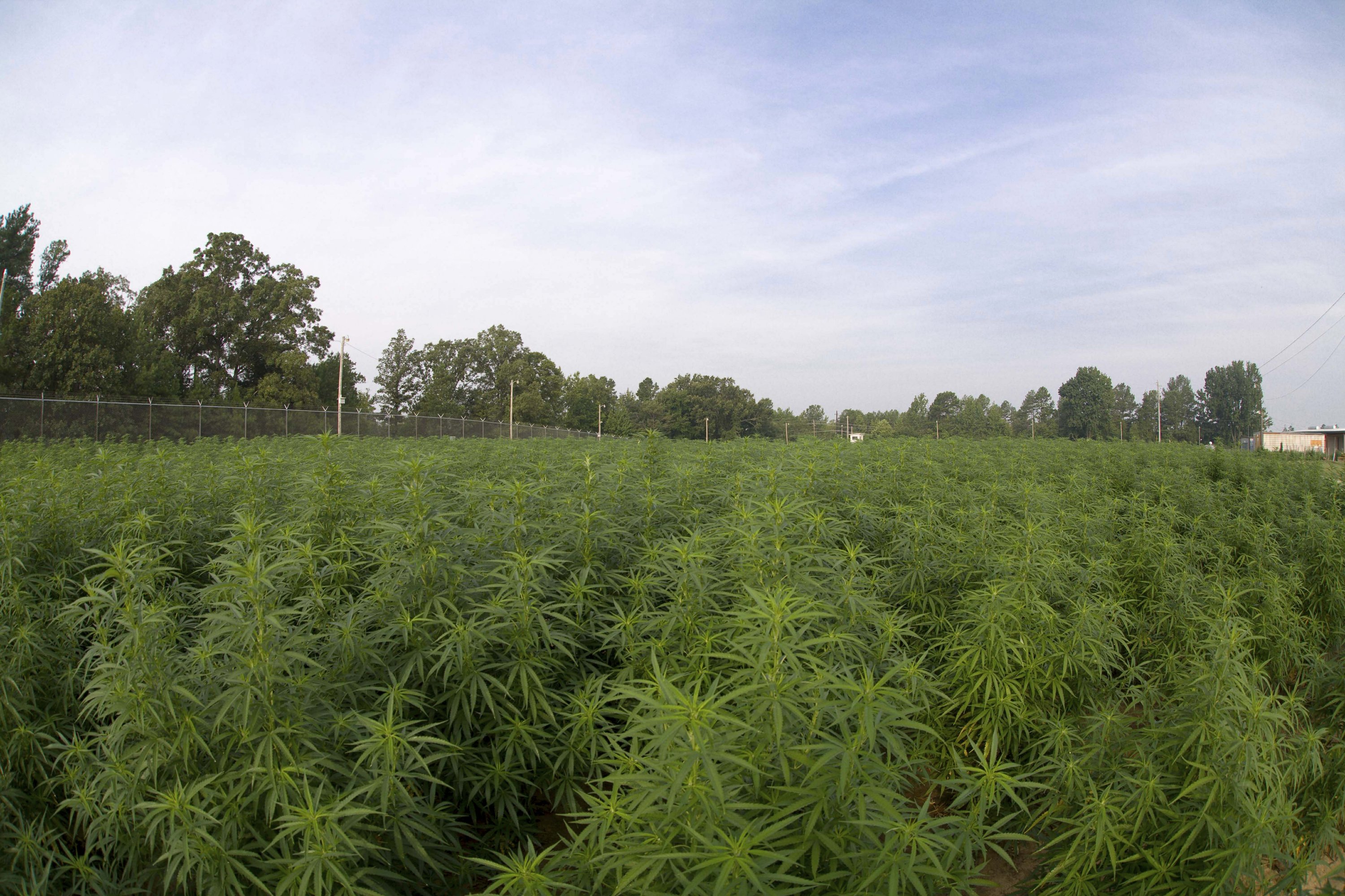 US Growing Largest Crop Of Marijuana For Research In 5 Years