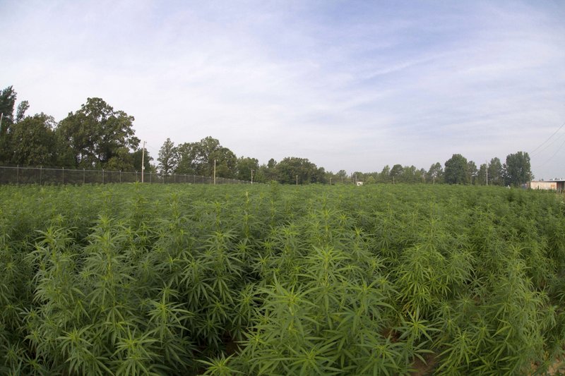 Us Growing Largest Crop Of Marijuana For Research In 5 Years