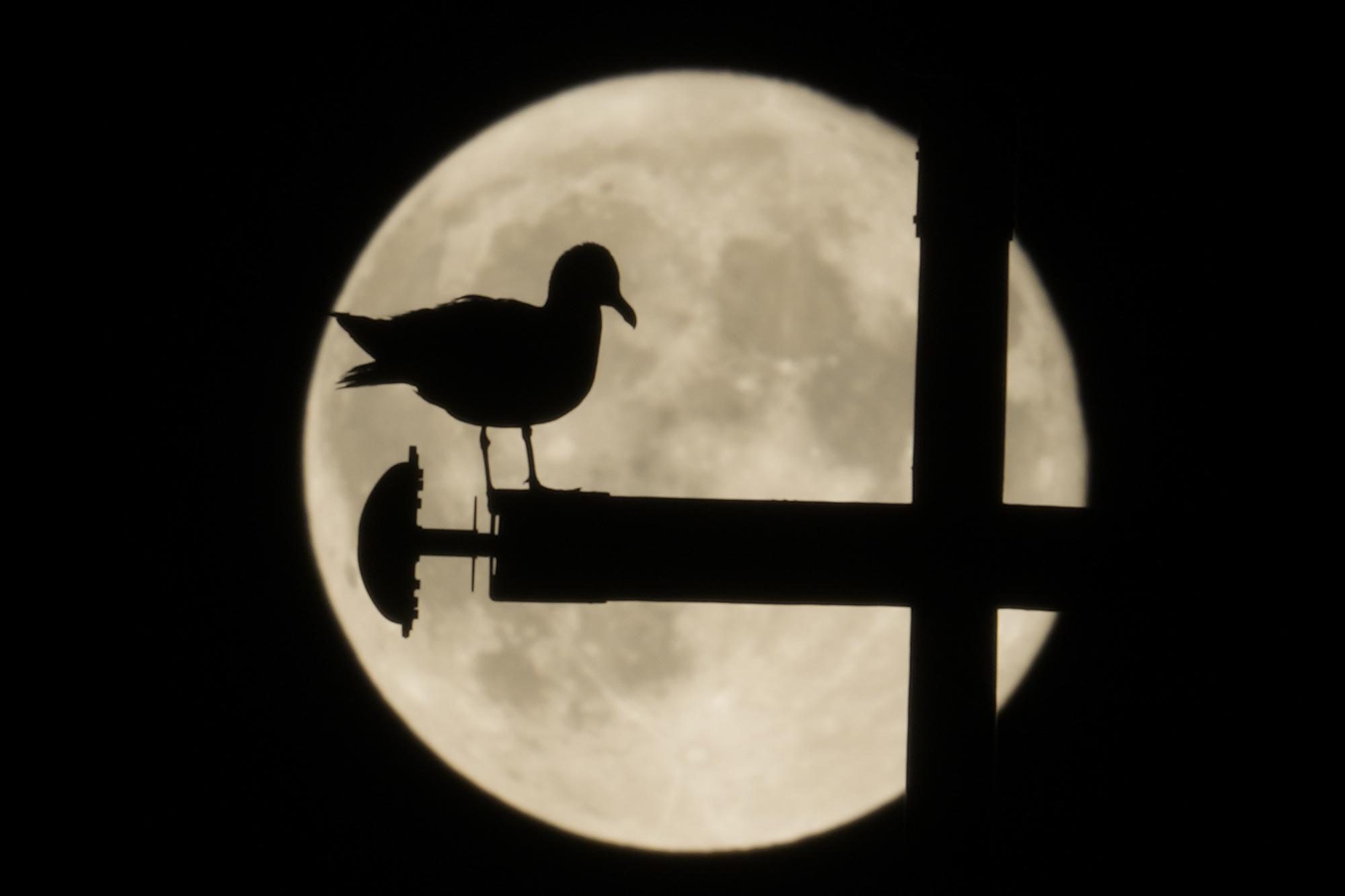 A silhueta de uma gaivota contra uma superlua, em Roma, quarta-feira, 15 de junho de 2022. A lua atingiu seu estágio máximo na terça-feira, durante um fenômeno conhecido como superlua por causa de sua proximidade com a Terra, e também é rotulado como "Morango Moon" porque é a lua cheia na época da colheita do morango. (Foto AP/Andrew Medichini)