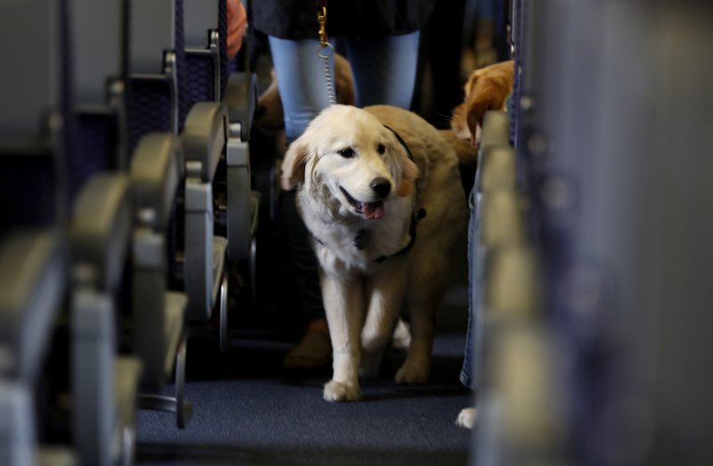 taking a dog on a plane