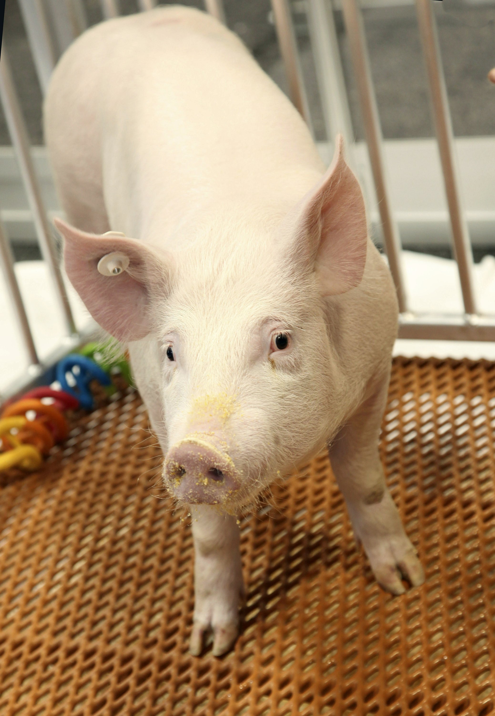 az-news-ai.blogspot.com - US regulators OK genetically modified pig for food, drugs - Associated Press