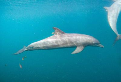 3 rescued dolphins swim free from Indonesia sanctuary | AP News