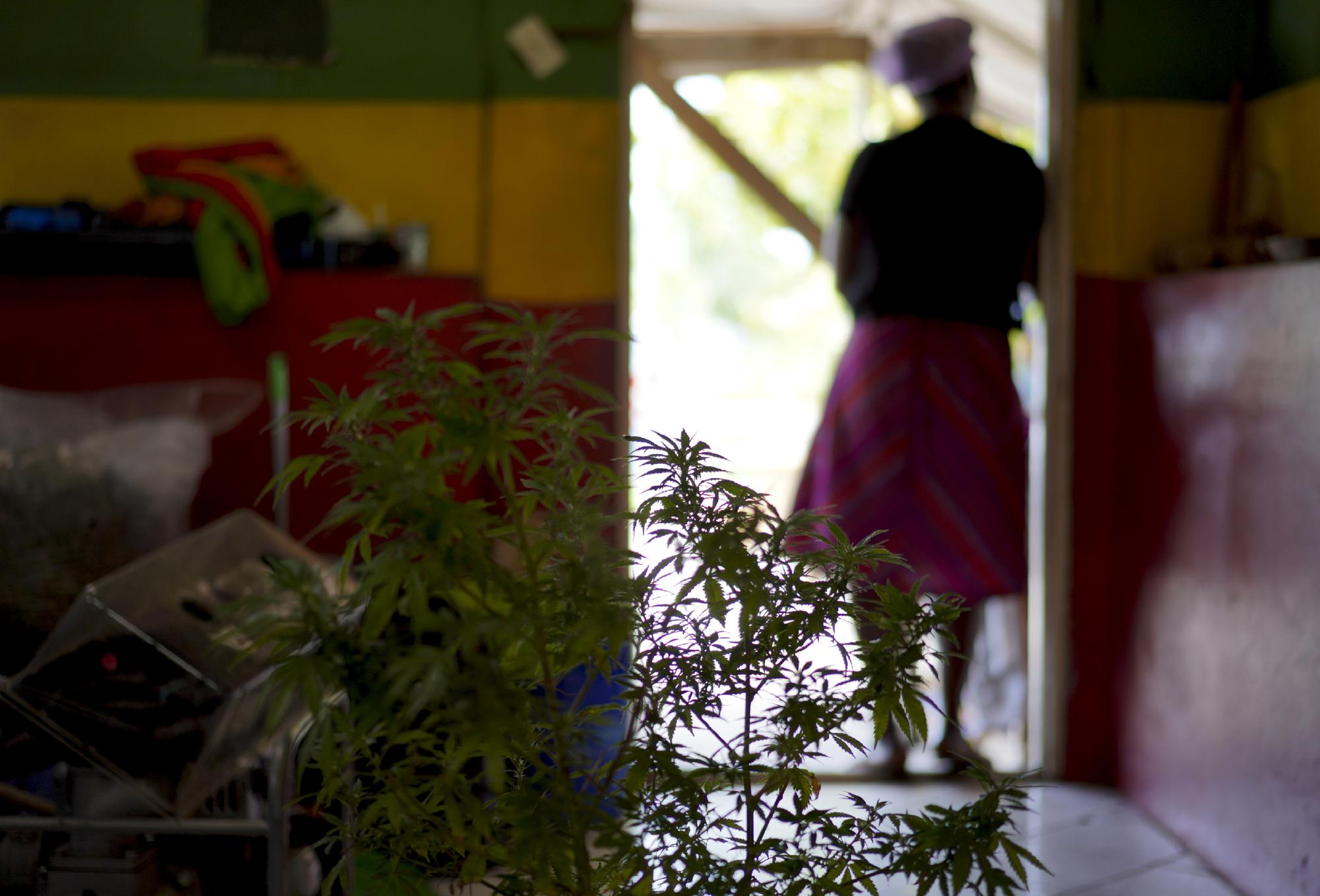 Cannabis plants grow on the Ras Freeman Foundation for the Unification of Rastafari property on Sunday, May 14, 2023, in Liberta, Antigua. The twin islands of Antigua and Barbuda recently became one of the first Caribbean nations to grant Rastafari authorization to grow and smoke their sacramental herb, which they believe brings them closer to the divine. (AP Photo/Jessie Wardarski)