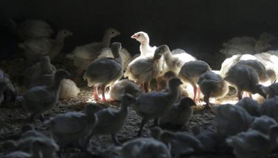 Pavos en la granja de la familia Moline en Mason, Iowa, el 10 de agosto del 2015. Había alerta en granjas avícolas en EEUU por caso de gripe aviar, el 15 de febrero de 2022. (AP Foto/Charlie Neibergall)
