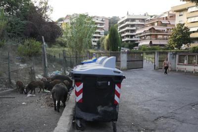 Jabalíes comen basura junto a contenedores en Roma, el viernes 24 de septiembre de 2021. (AP Foto/Gregorio Borgia)