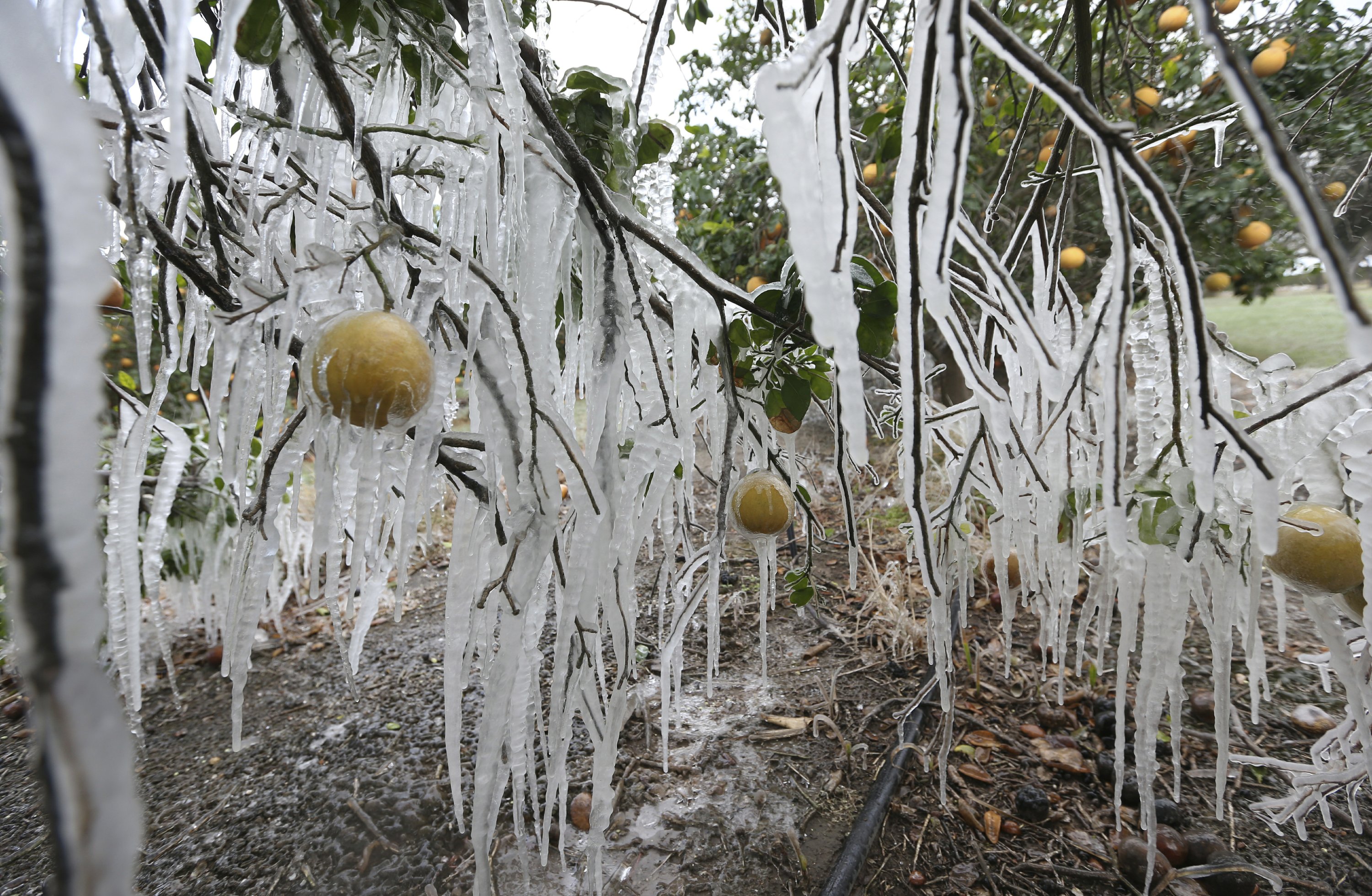 The upside-down climate comes from the polar vortex