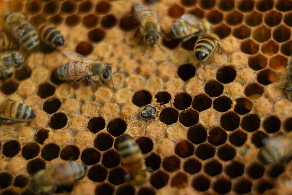 Una colonia de abejas es visible en una colmena en el patio trasero de la investigadora de abejas de la Universidad de Maryland, Nathalie Steinhauer, el miércoles 21 de junio de 2023 en College Park, Maryland. registro. (Foto AP/Julio Cortés)