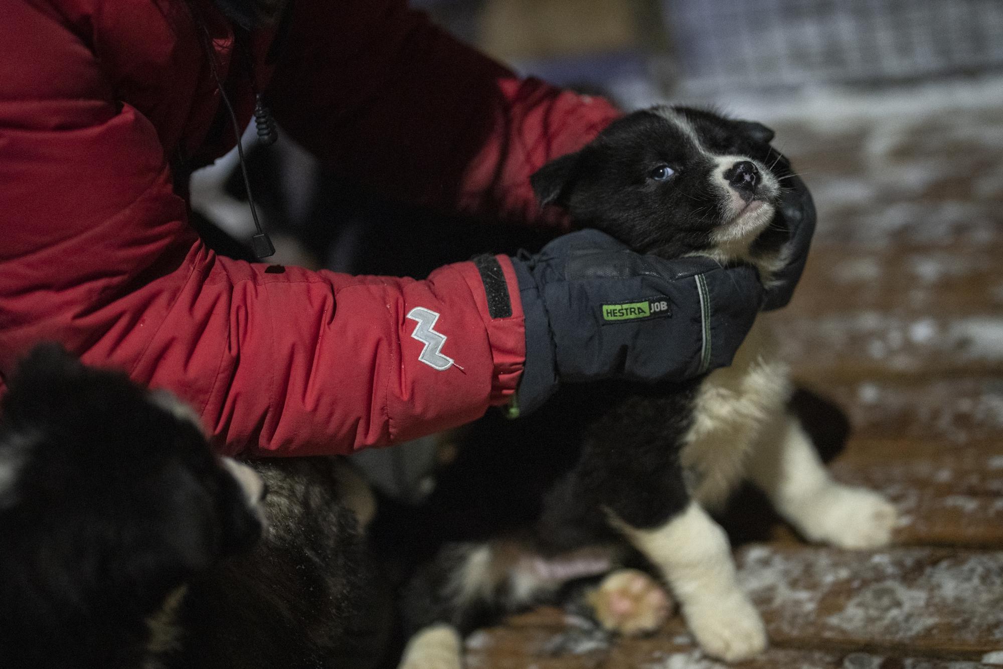 Karina Bernlow nuôi một chú chó con Greenland tại sân chó của cô ở Bolterdalen, Na Uy, Thứ Ba, ngày 10 tháng 1 năm 2023. Cô và chồng, Martin Munck, điều hành Green Dog.  Nó nằm cách ngôi làng chính ở Svalbard nửa chục dặm, một quần đảo Na Uy rất gần Bắc Cực đến nỗi mùa đông bị bao phủ trong bóng tối không ngớt.  (Ảnh AP / Daniel Cole)
