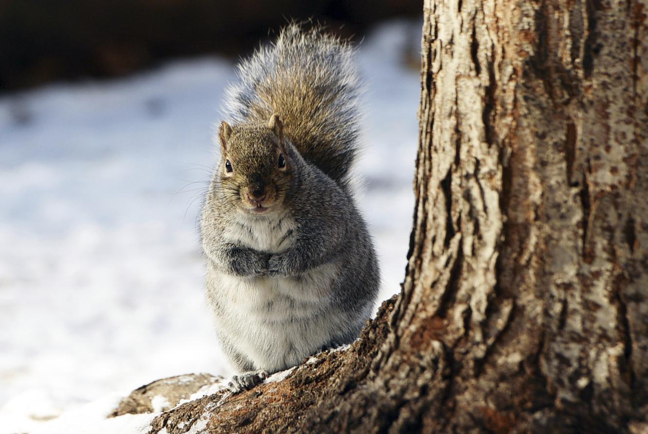 Squirrels force St. Paul park to scale back holiday lights AP News