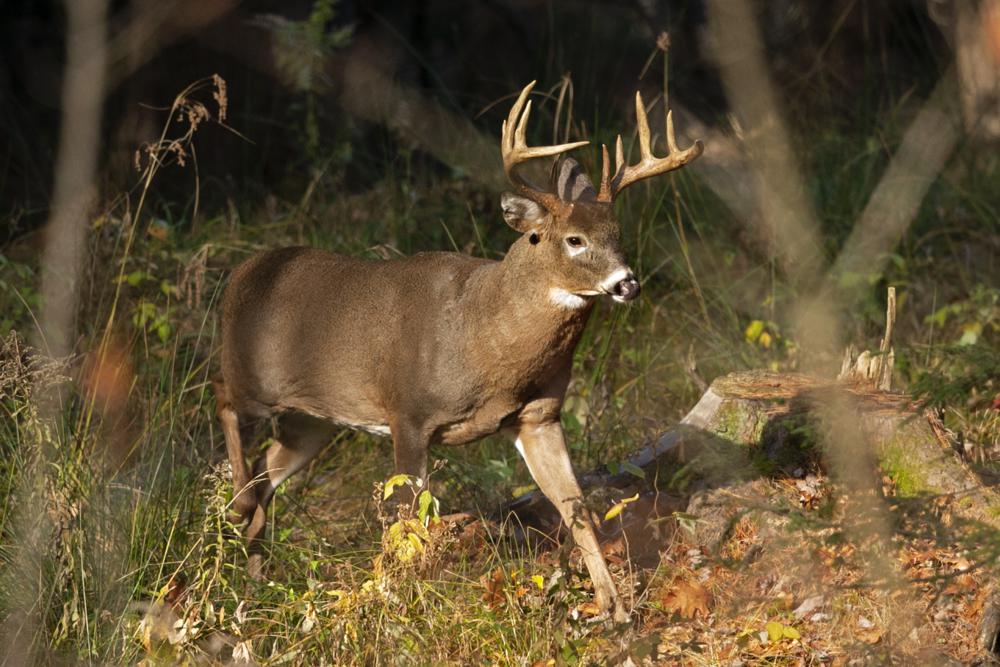 ‘Forever Chemicals’ in Deer, Fish Challenge Hunters, Tourism