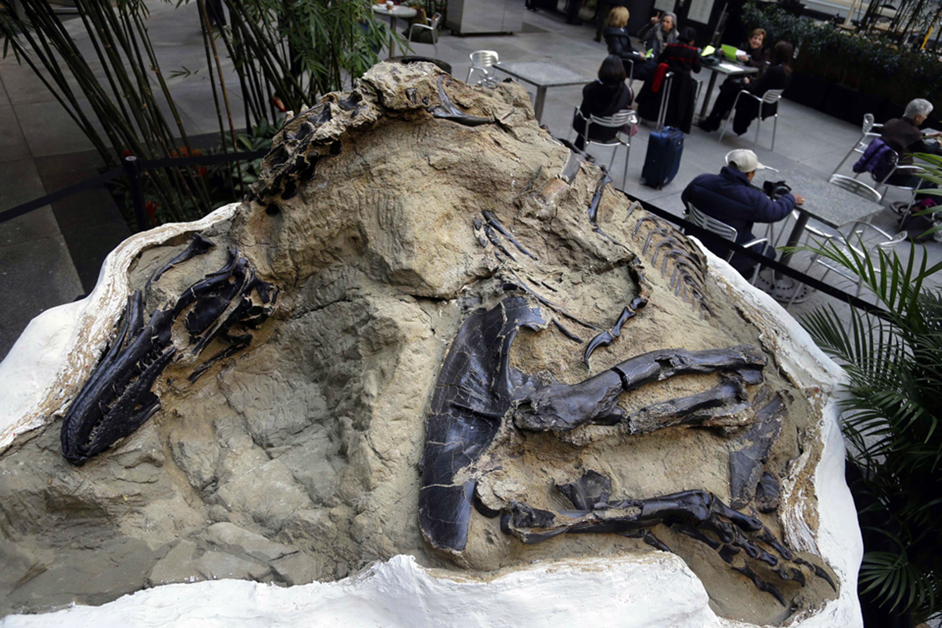 Dueling dinosaurs' fossils donated to North Carolina museum | AP News