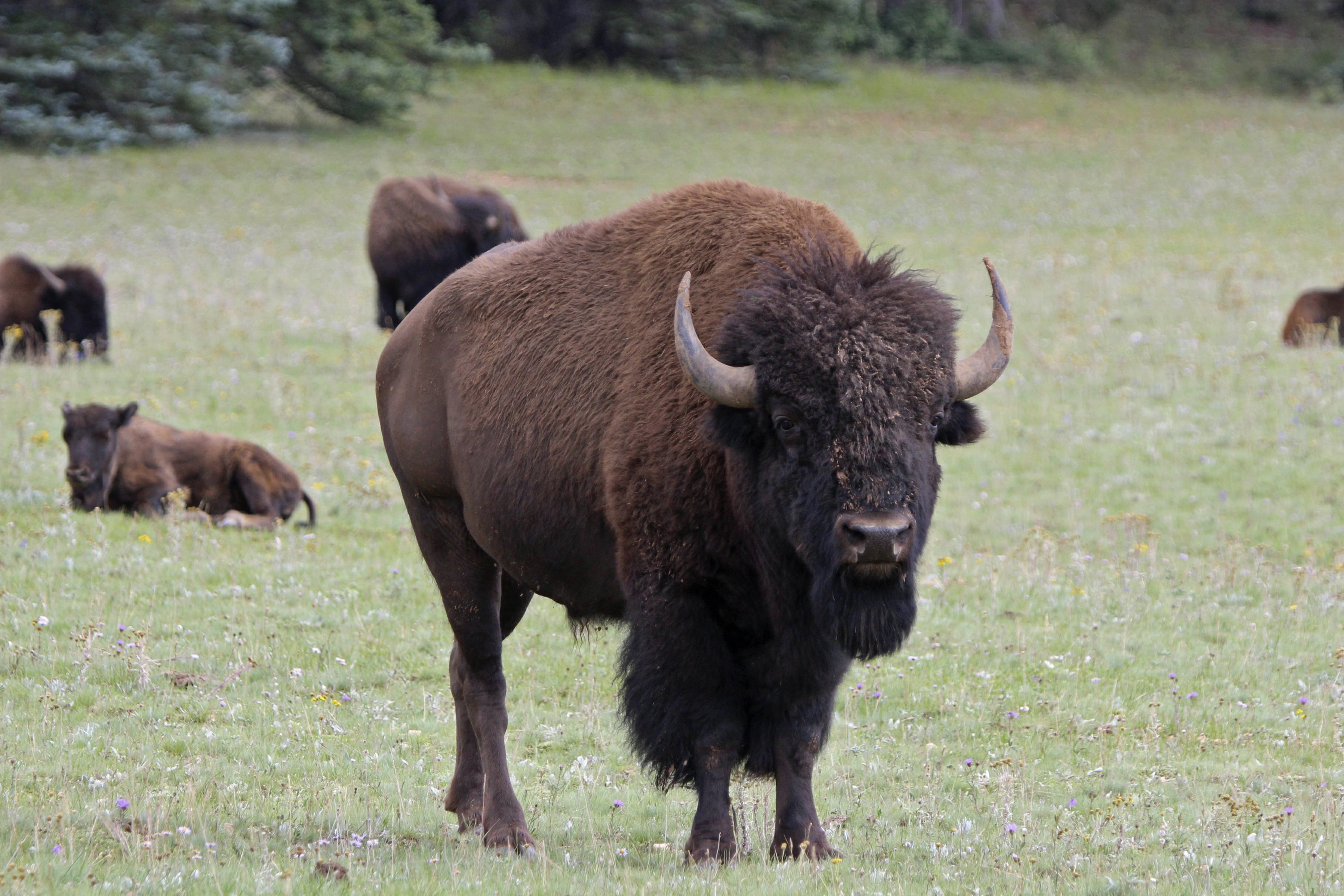 Grand Canyon to make second run at corralling bison herd - Associated Press