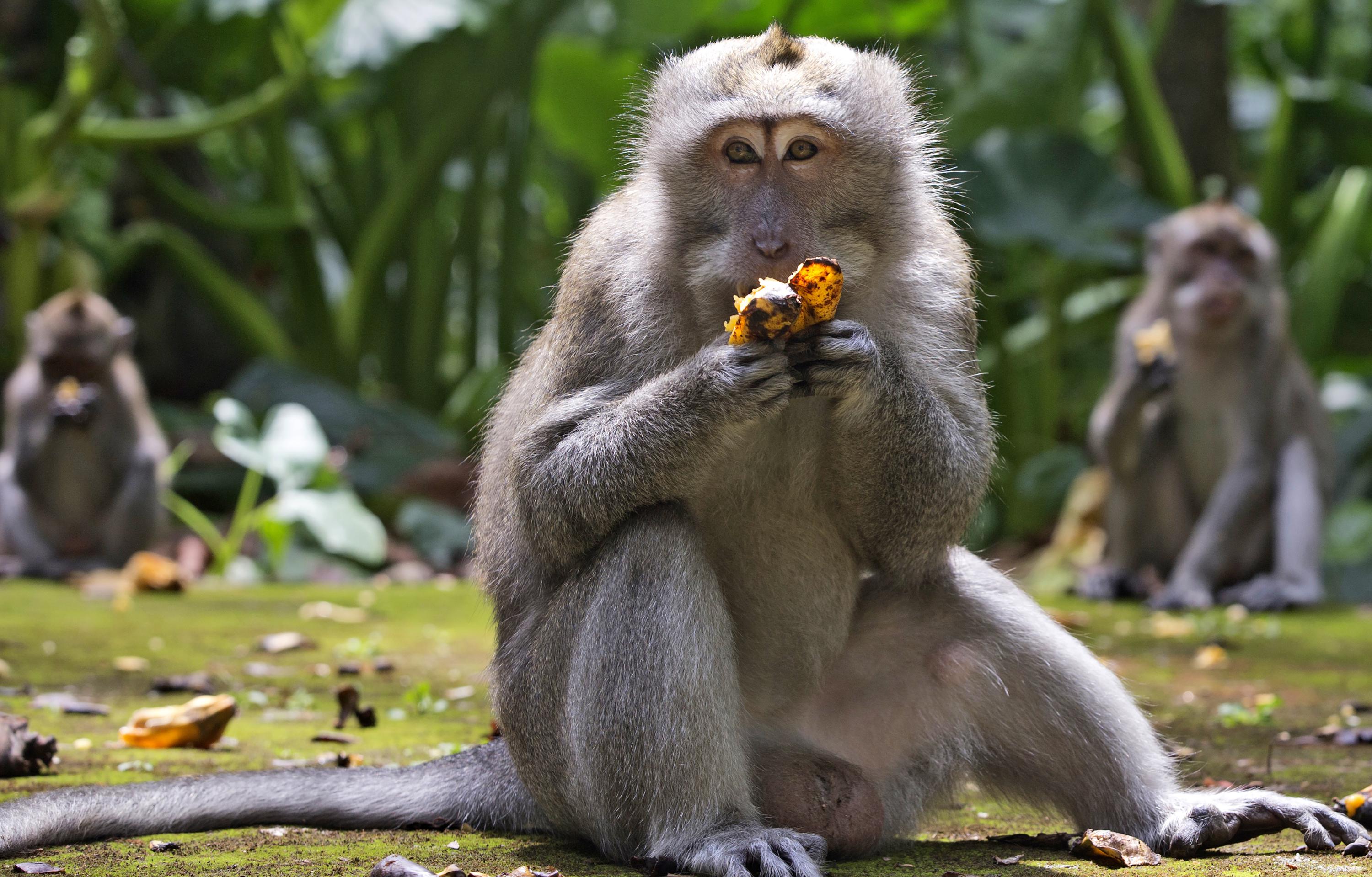 Monyet Polly yang lapar menjarah rumah tanpa bantuan turis