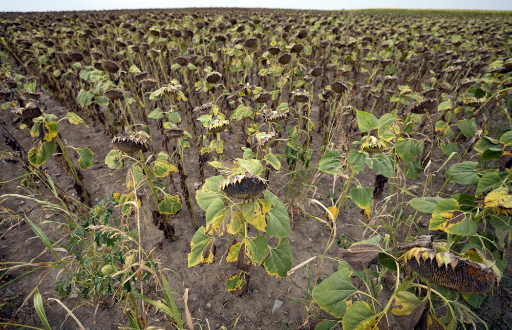 FILE - Wilted sunflowers in a field near the village of Conoplja, 150 kilometers north-west of Belgrade, Serbia, Tuesday, Aug. 9, 2022. Drought in Serbia have led to forecasts for this year's harvests being reduced. An unprecedented drought is afflicting nearly half of the European continent, damaging farm economies, forcing water restrictions and threatening aquatic species. Water levels are falling on major rivers such as the Danube, the Rhine and the Po. (AP Photo/Darko Vojinovic, File)