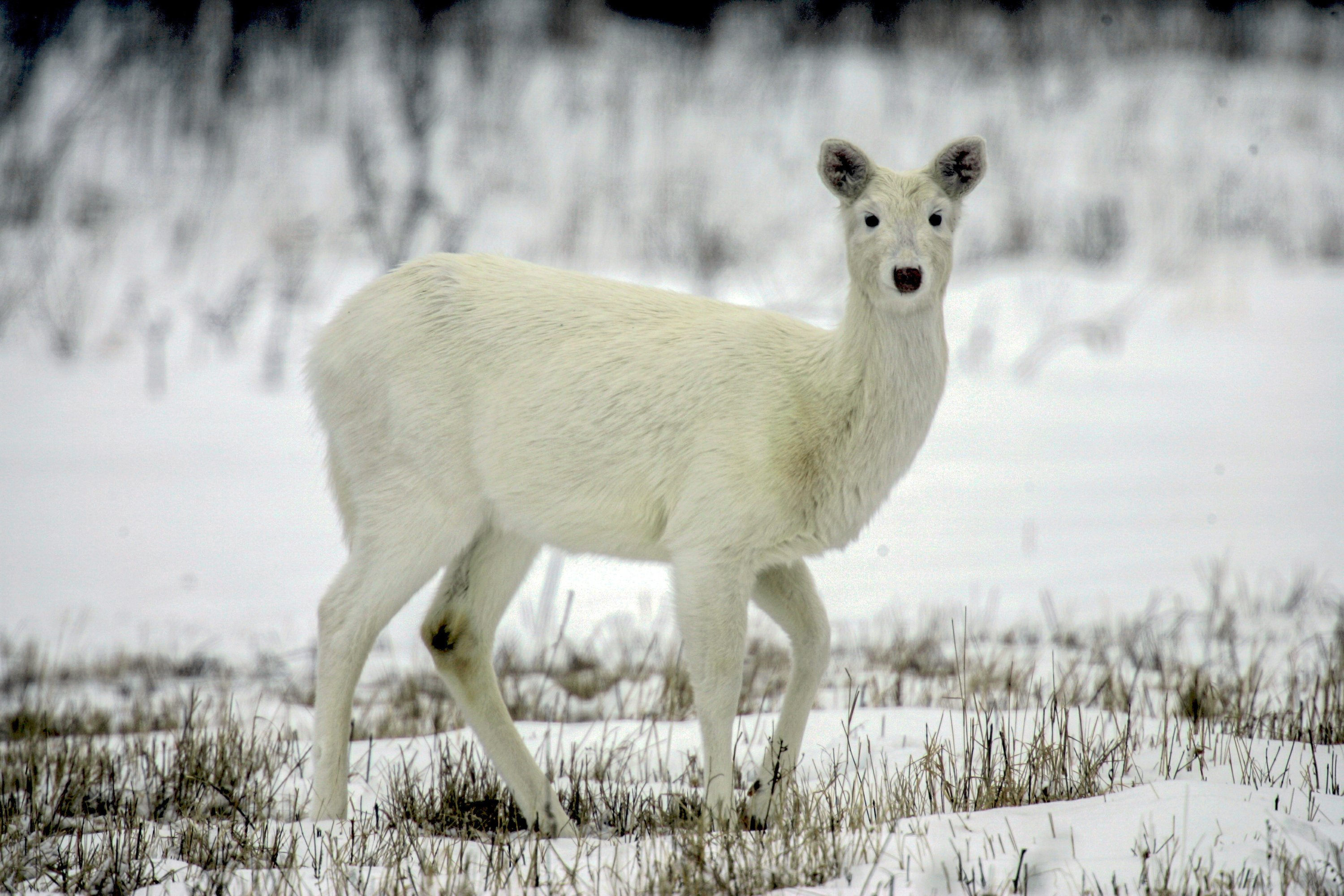 Tours of rare white deer herd at former weapons depot to end AP News