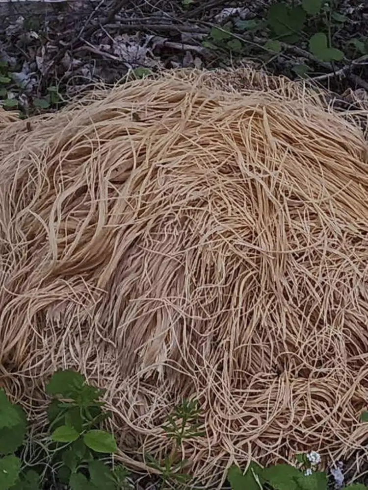 Hundreds Of Pounds Of Pasta Dumped Near New Jersey Stream AP News hundreds-of-pounds-of-pasta-dumped-near-new-jersey-stream-ap-news