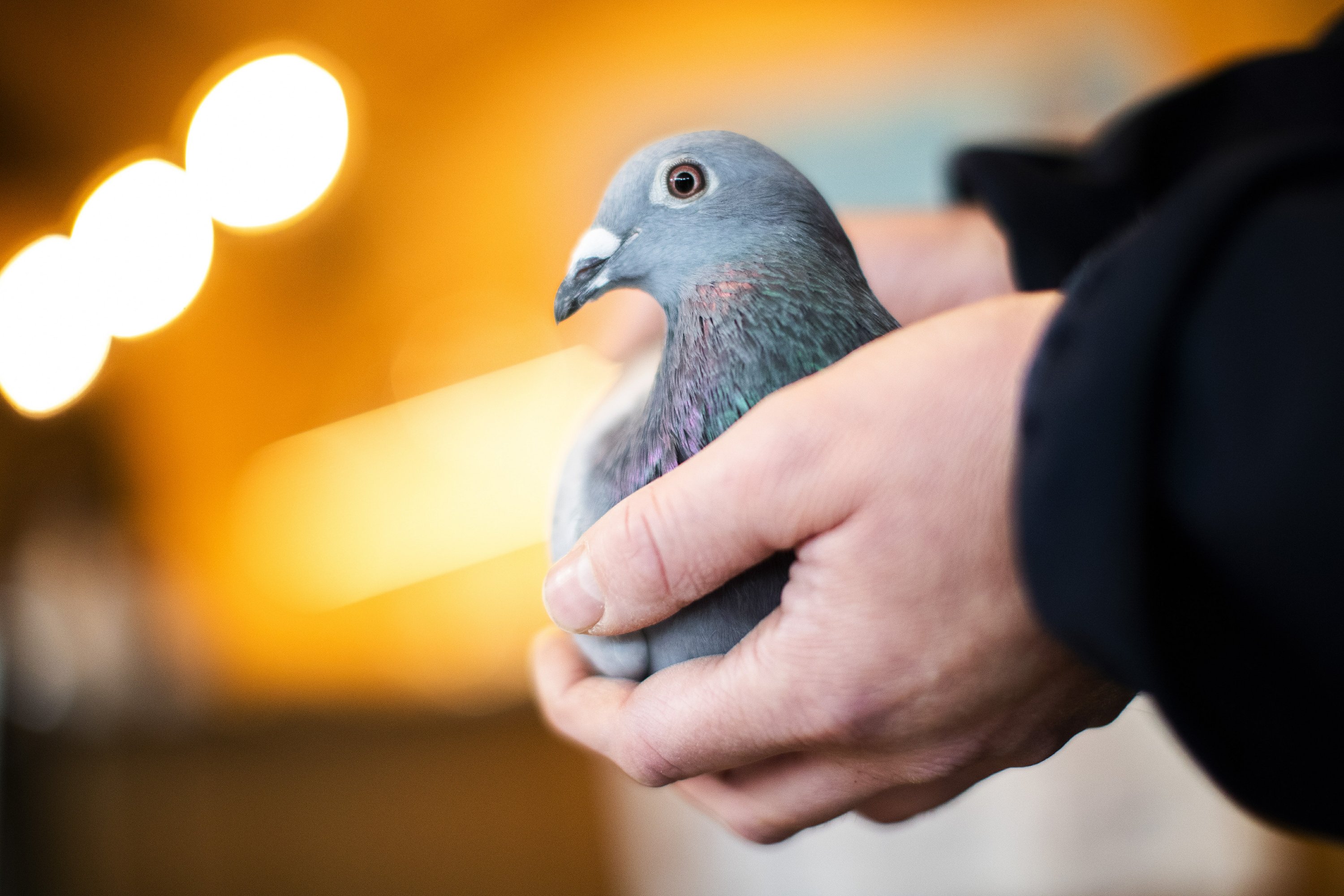 Belgian racing pigeon fetches record price of $1.9 million