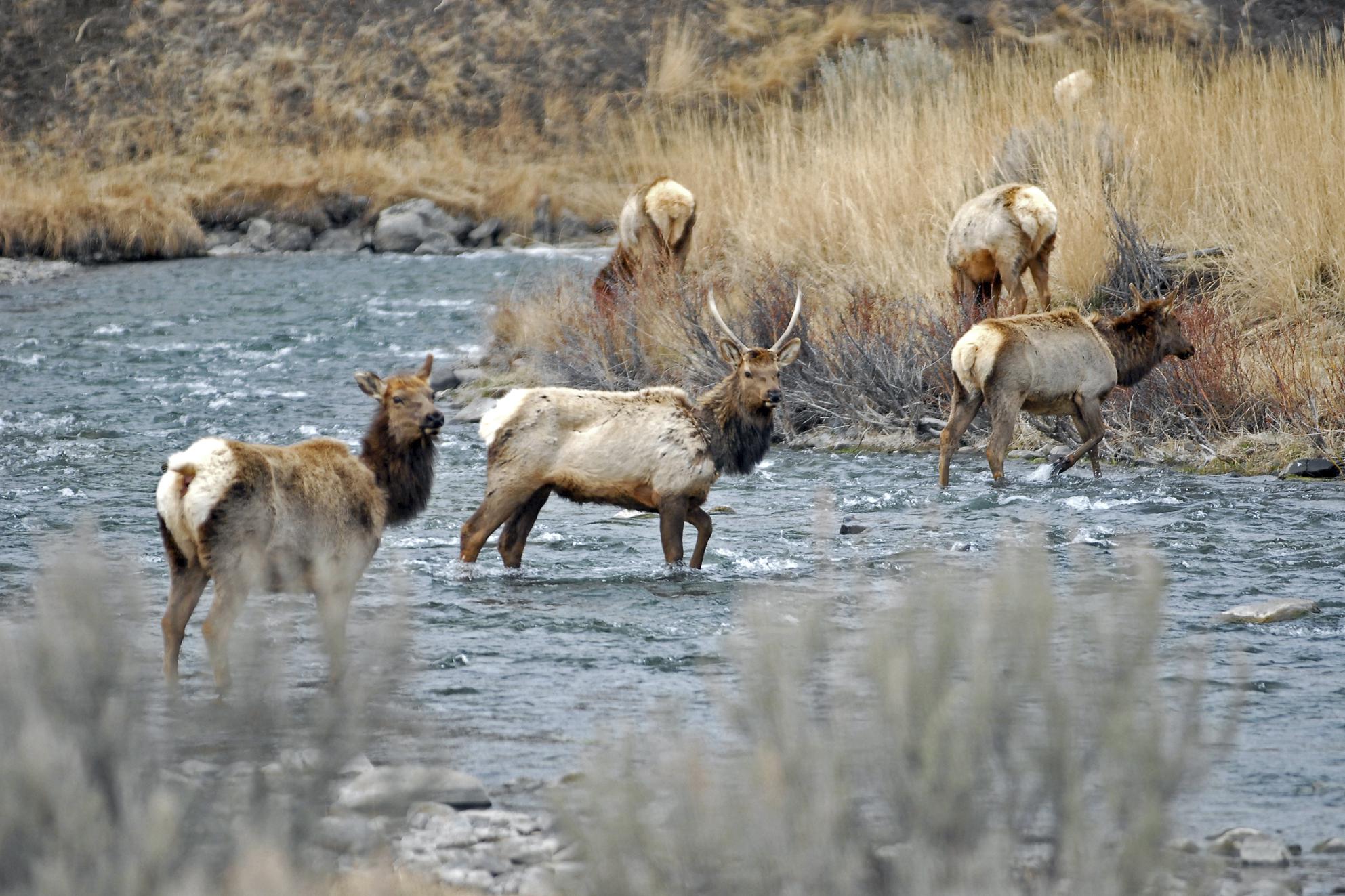 Drought could bring changes to Montana hunting season AP News