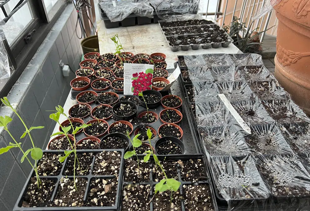 This image provided by Jeff Lowenfels shows flats of sweet peas grown from seed, some in recycled egg cartons, on March 23, 2023, in Anchorage, Alaska. The longer days of spring make this a good time to start plants from seed, either indoors or outdoors. (Jeff Lowenfels via AP)