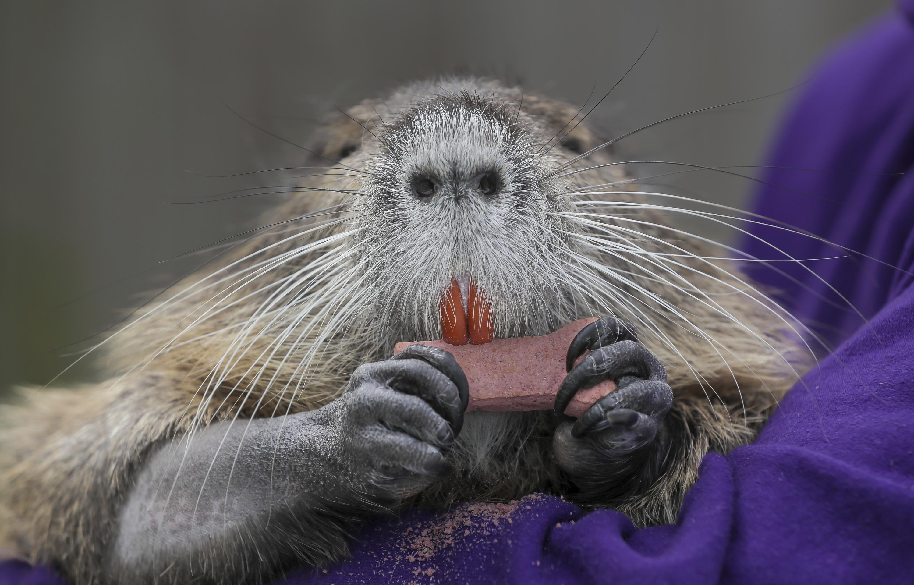 Vandal on X: nutria bebé  / X