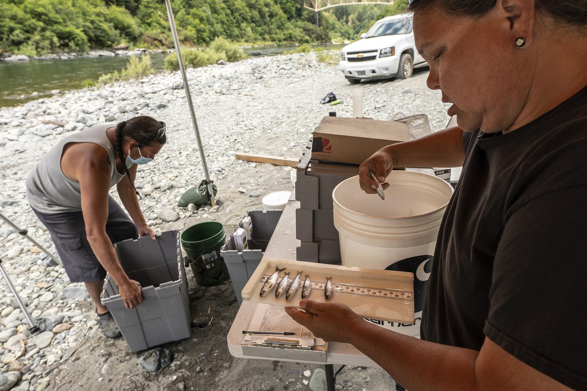 Jamie Holt, lead fisheries technician for the Yurok Tribe, right, and Gilbert Myers count dead chinook salmon pulled from a trap in the lower Klamath River on Tuesday, June 8, 2021, in Weitchpec, Calif. A historic drought and low water levels are threatening the existence of fish species along the 257-mile-long river. 