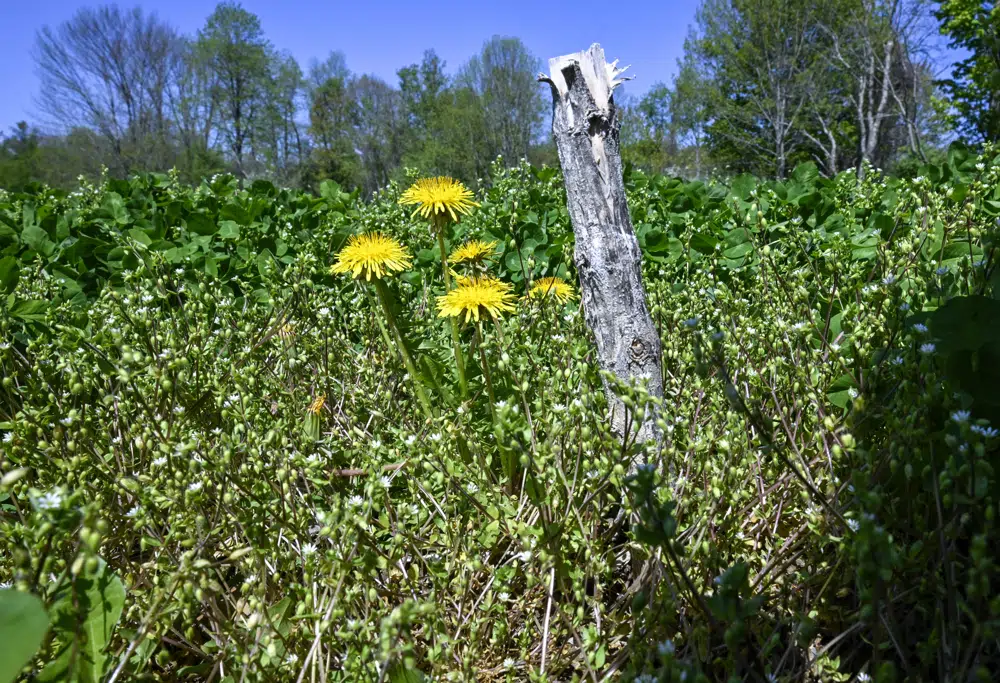 Los tallos de las plantas de las últimas temporadas se ven en el campo de plantación de marihuana de Seth Jacobs en su granja Slack Hollow en Argyle, Nueva York, el viernes 12 de mayo de 2023. Los agricultores que cultivan la primera cosecha legal de marihuana para adultos en Nueva York tienen problemas para mover el producto porque solo hay una docena con licencia dispensarios en todo el estado para vender. (Foto AP/Hans Pennink)