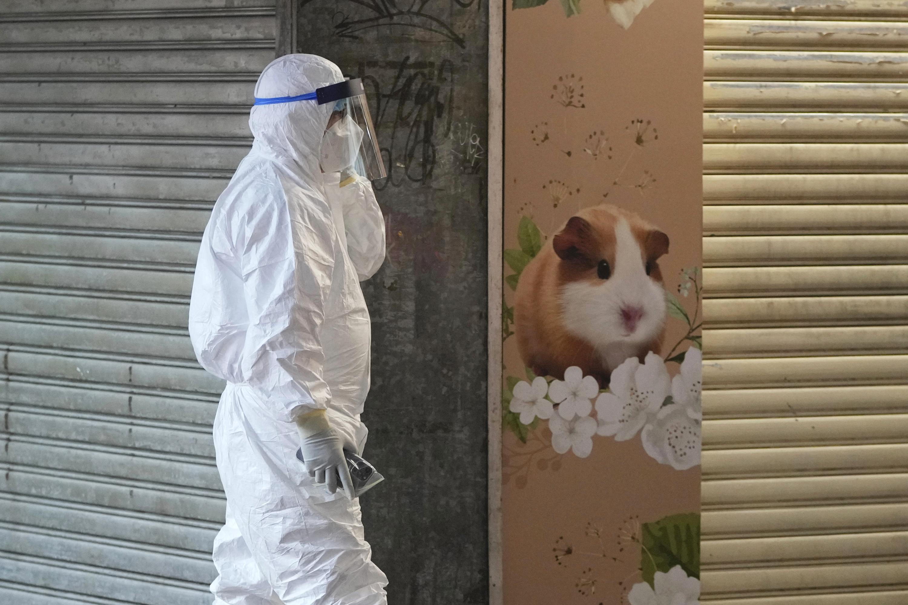 Hong Kong tue 2 000 animaux après que des hamsters ont contracté le COVID-19