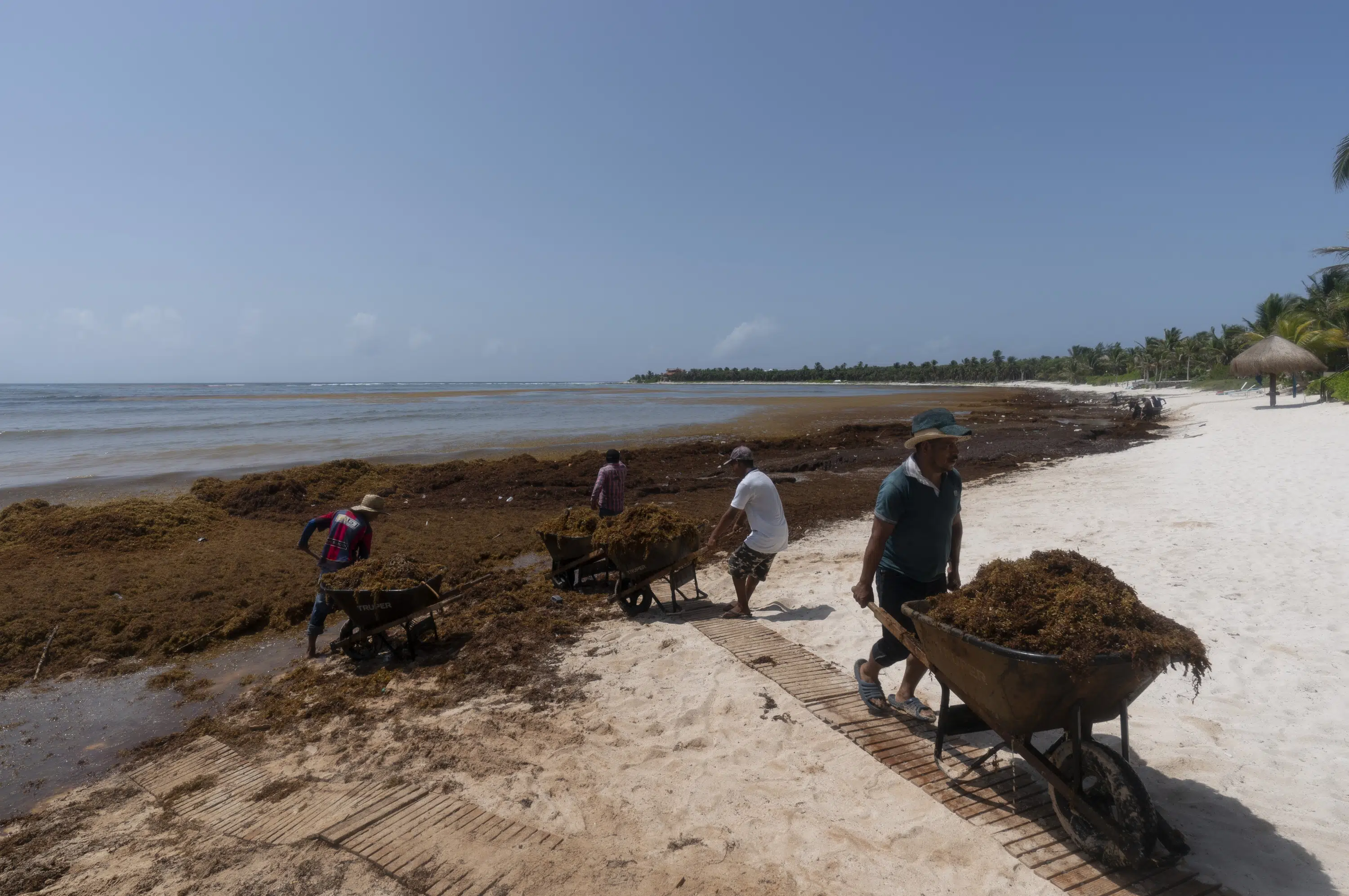 Une ceinture d’algues de 5 000 milles se dirige vers la Floride