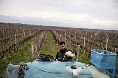 ARCHIVO - El agricultor Dimitris Kakalis, de 25 años, llena una máquina de pulverización con pesticidas en su viñedo cerca de la ciudad de Tyrnavos, en el centro de Grecia, el domingo 13 de febrero de 2022. La contaminación de frutas y verduras producidas en la Unión Europea por los pesticidas más tóxicos ha aumentado sustancialmente en la última década, según una nueva investigación publicada el martes 24 de mayo de 2022. (AP Foto/Giannis Papanikos, Archivo)