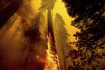 En esta imagen del domingo 19 de septiembre de 2021, las llamas queman un árbol en el Sendero de los 100 Gigantes del Bosque Nacional Secuoya, en California. (AP Foto/Noah Berger, File, Archivo)