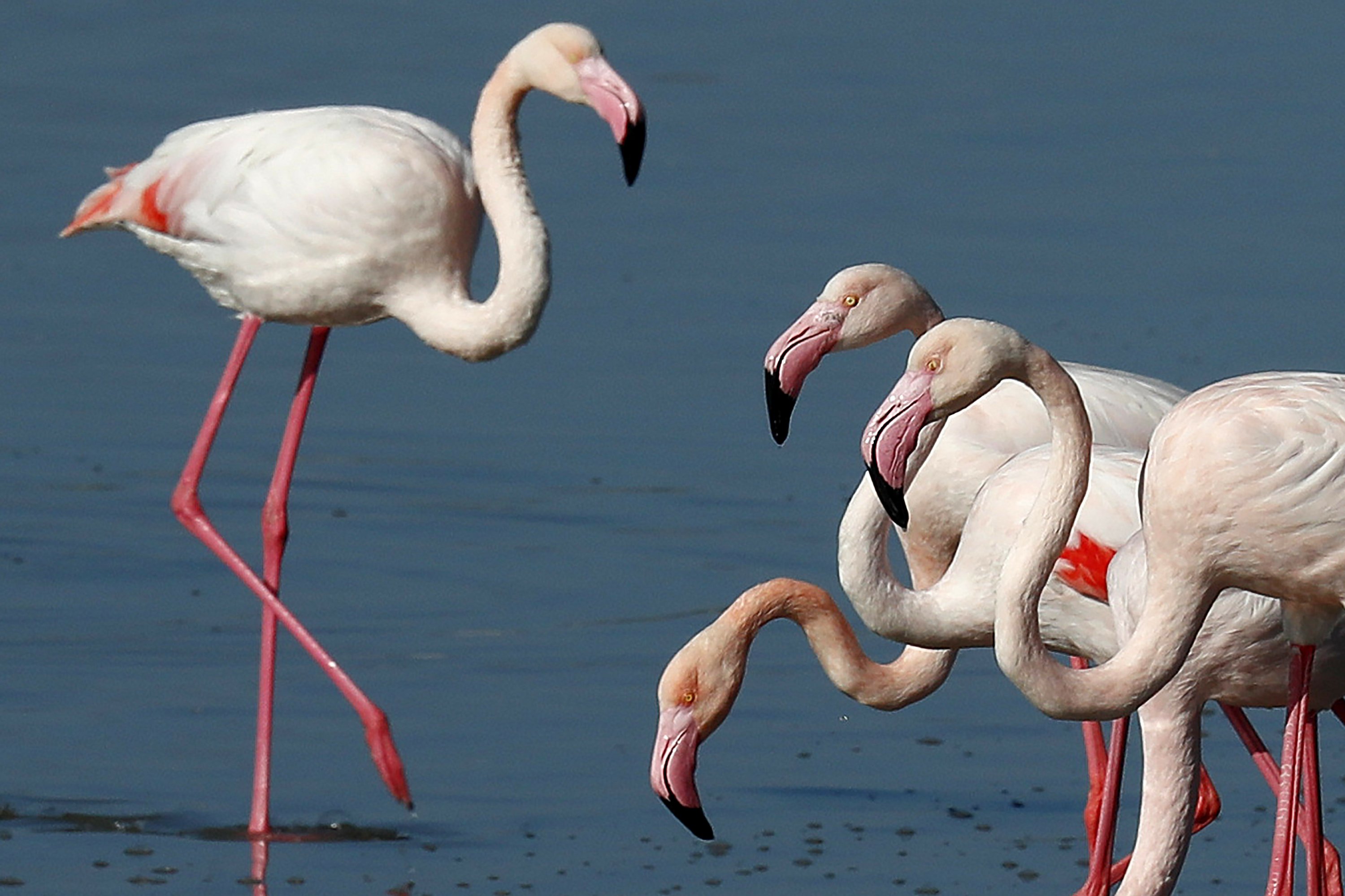 Lead pellets from hunters threaten flamingos