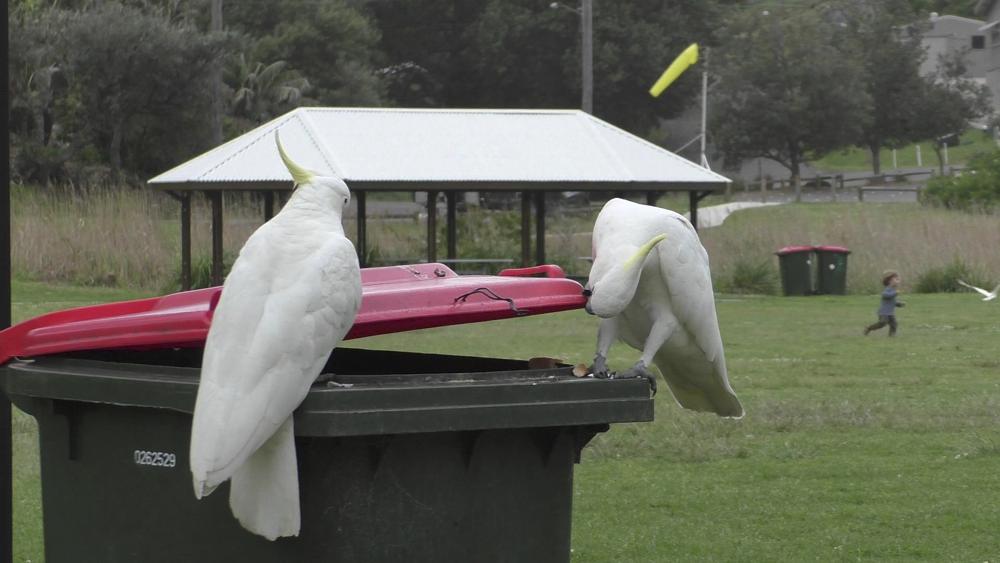 In this 2019 photo provided by researcher Barbara Klump, a sulphur-crested cockatoo watches as another opens a trash can in Sydney, Australia. At the beginning of 2018, researchers received reports from a survey of residents that birds in three Sydney suburbs had mastered the novel foraging technique. By the end of 2019, birds were lifting bins in 44 suburbs. (Barbara Klump/Max Planck Institute of Animal Behavior)