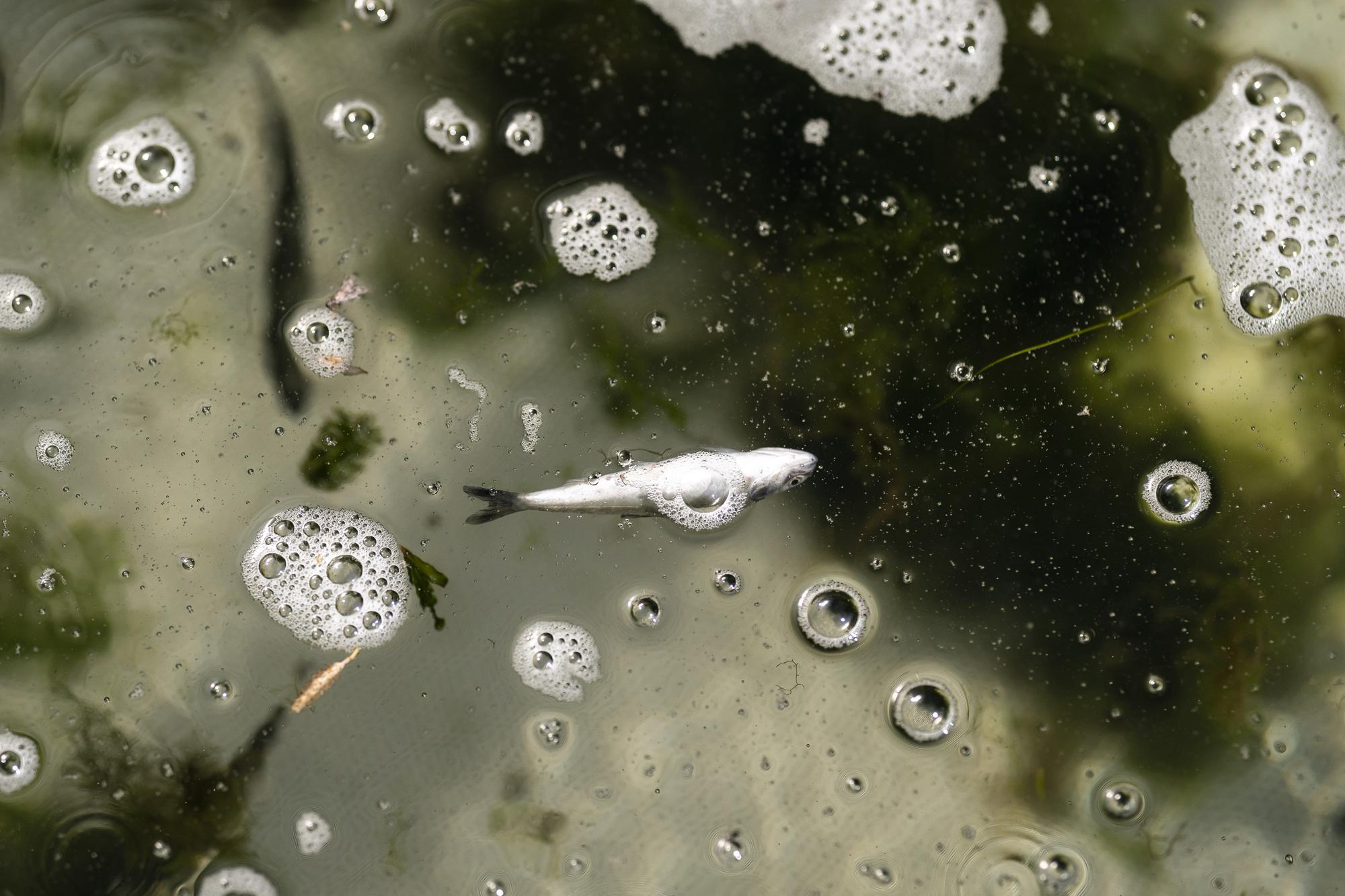 A dead chinook salmon floats in a fish trap on the lower Klamath River on Tuesday, June 8, 2021, in Weitchpec, Calif. A historic drought and low water levels on the Klamath River are threatening the existence of fish species along the 257-mile long river. (AP Photo/Nathan Howard)