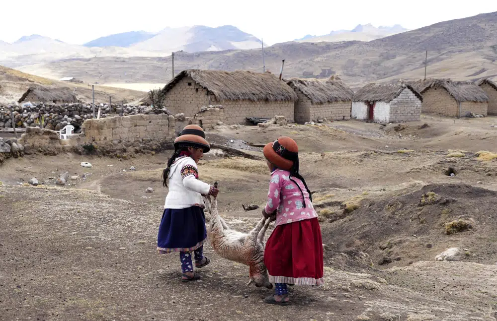 Niñas cargan una oveja moribunda en la comunidad de Cconchaccota en la región Apurímac de Perú, el sábado 26 de noviembre de 2022. (AP Foto/Guadalupe Pardo)