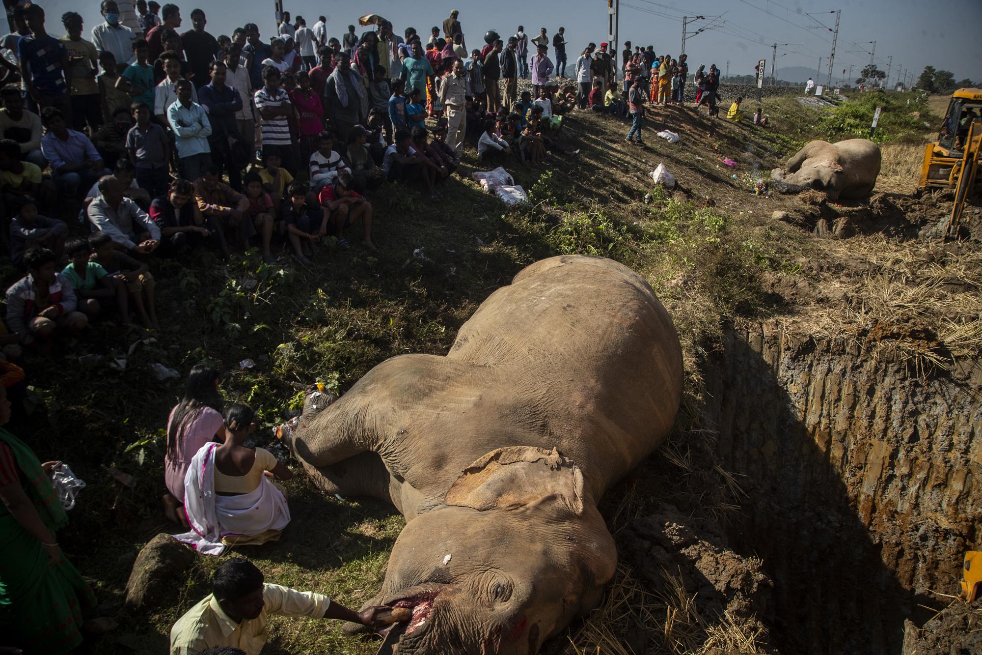 Train kills 2 elephants walking on track in northeast India | AP News Train kills 2 elephants walking on track in northeast India | AP News